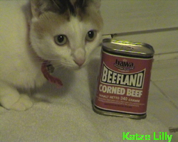 Katze Lilly